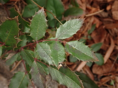 Berberis aquifolium