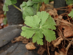 Geranium macrorrhizum