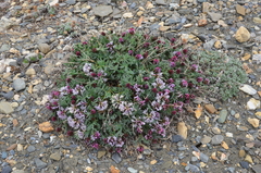 Astragalus tolmaczevii