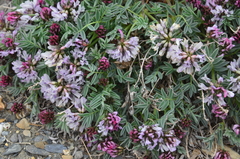 Astragalus tolmaczevii