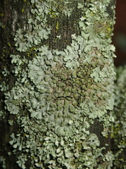 Phaeophyscia orbicularis