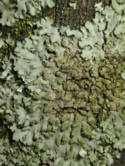 Phaeophyscia orbicularis