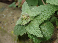 Lamium purpureum