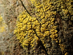 Candelariella vitellina