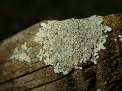 Protoparmeliopsis muralis