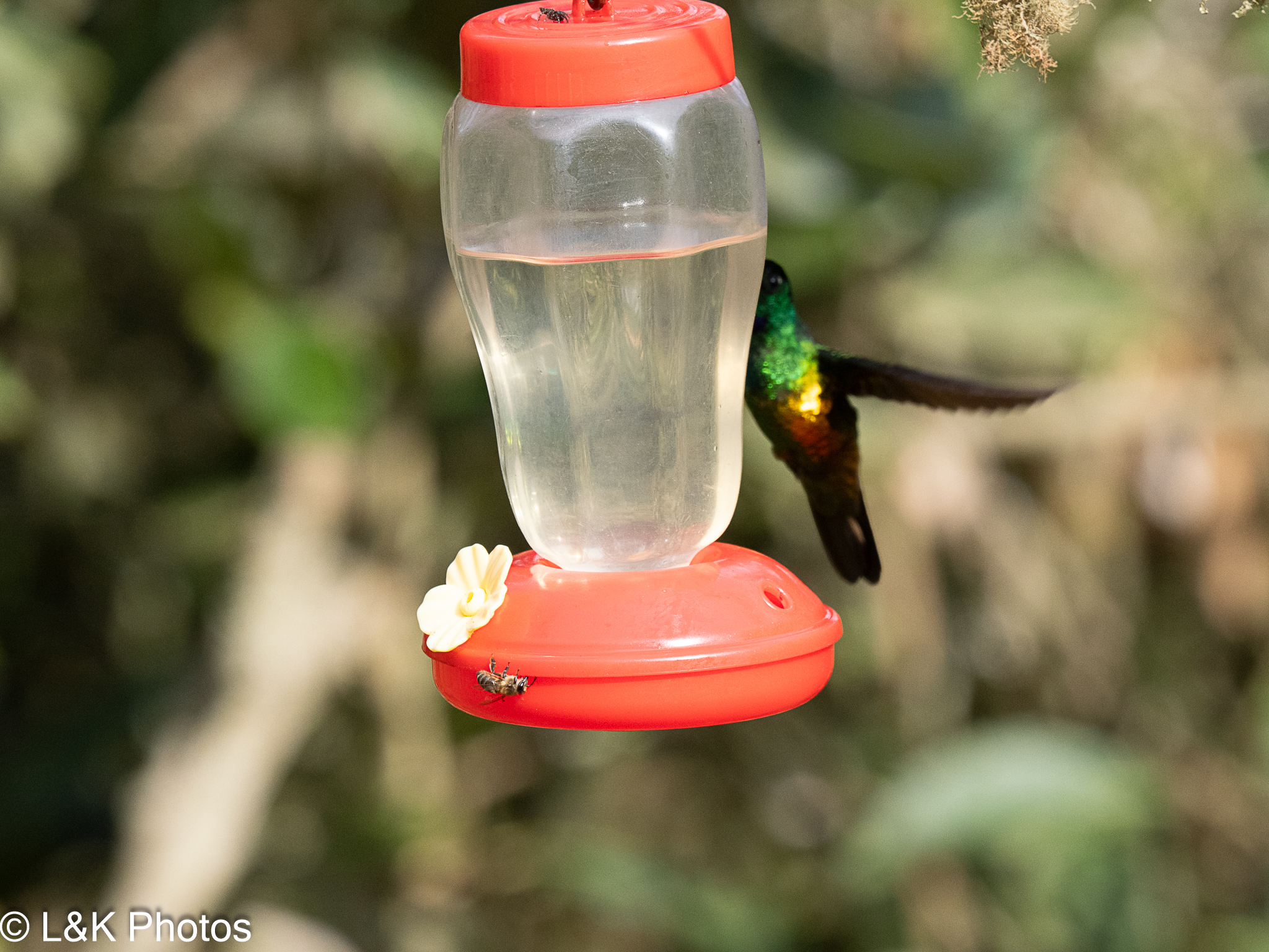 Golden-bellied Starfrontlet (Coeligena bonapartei), photo 5