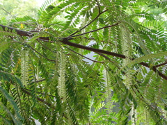 Alvaradoa amorphoides