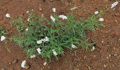 Heliotropium steudneri