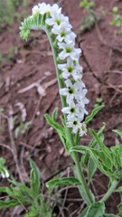 Heliotropium steudneri