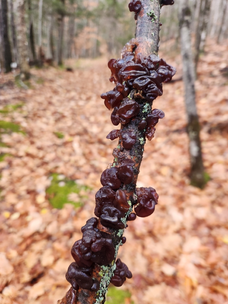 Exidia crenata · November 2025 · photo: © kathy464 (iNaturalist, cc-by)
