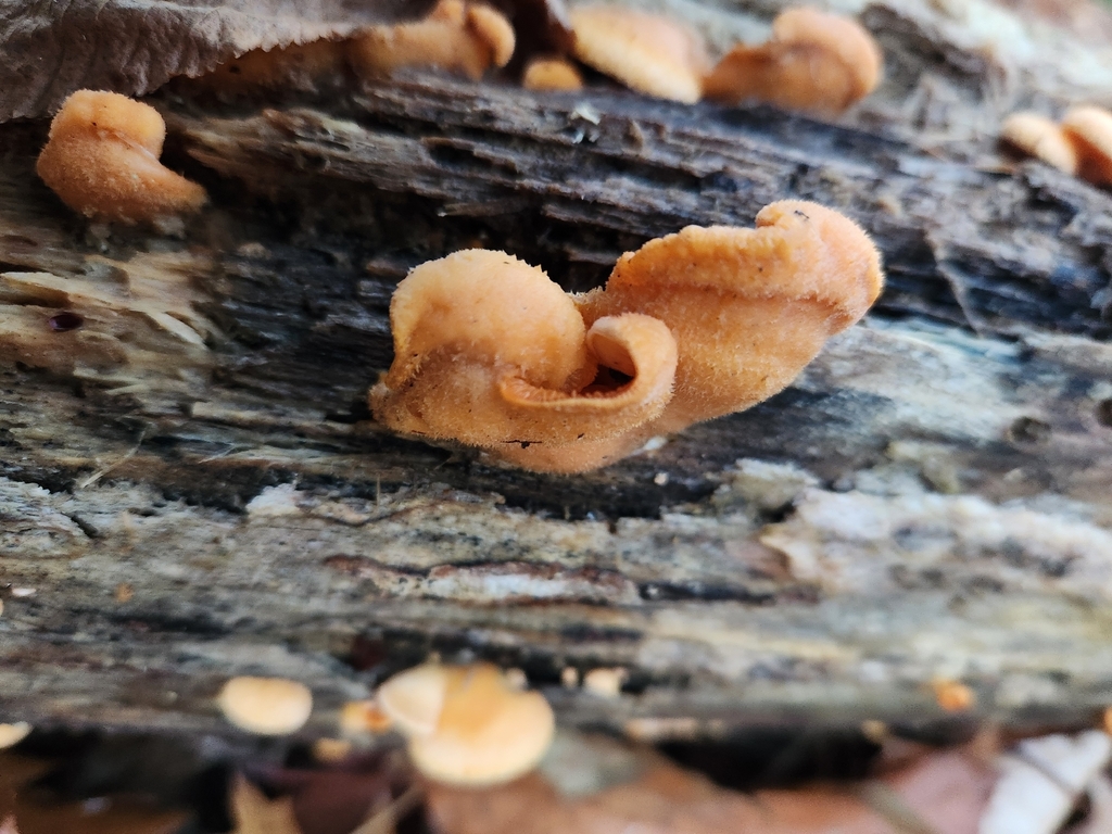 Phyllotopsis nidulans · November 2025 · photo: © kathy464 (iNaturalist, cc-by)