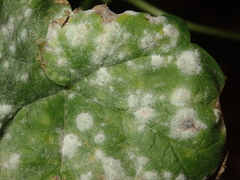 Podosphaera macularis