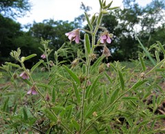 Hermannia boraginiflora image