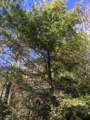 Tsuga caroliniana