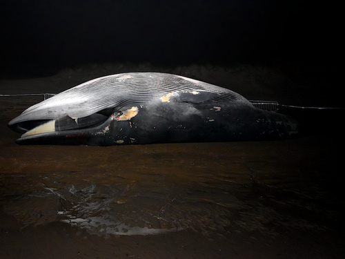 Fin Whale, West-Vlaanderen, Vlaanderen, BE, photo 7 of 10