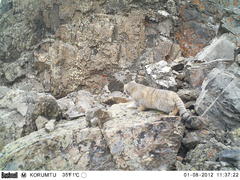 Otocolobus manul