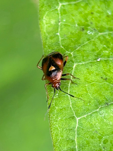 Red-spotted Plant Bug photo 5