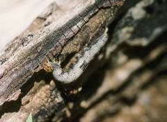 Ophiusa tirhaca