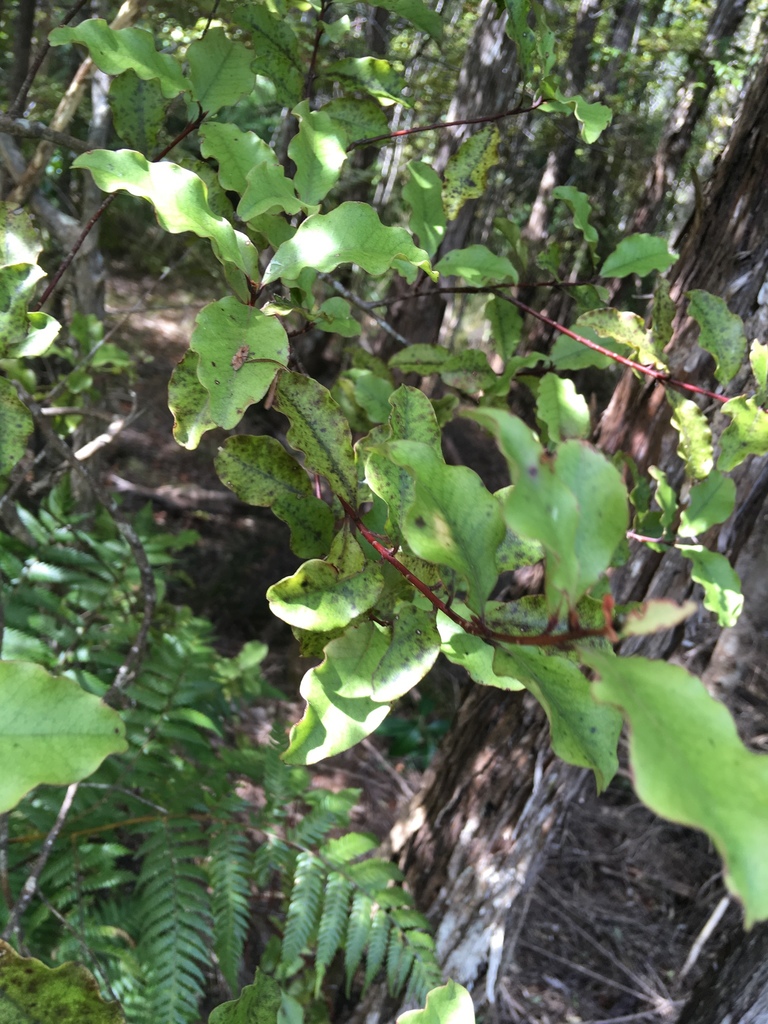 Red Matipo From Waharau Regional Park Whakatiwai Auckland Nz On