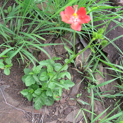 Hibiscus barbosae image