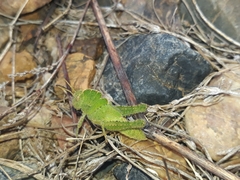 Ecphantus quadrilobus