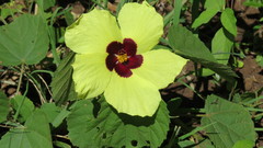 Hibiscus calyphyllus