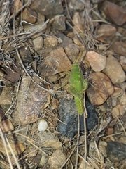 Ecphantus quadrilobus