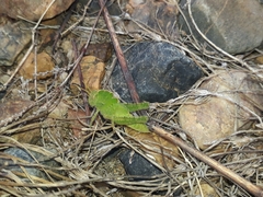 Ecphantus quadrilobus