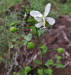 Hibiscus meyeri