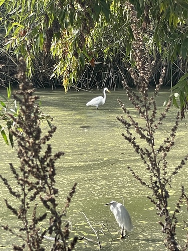 iNaturalist observation photo of Great Egret