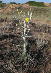 Tragopogon tanaiticus