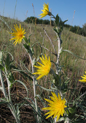 Tragopogon tanaiticus