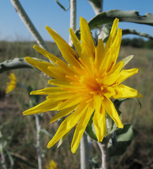 Tragopogon tanaiticus