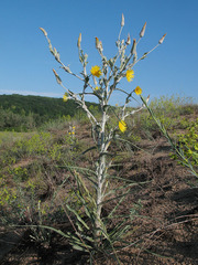 Tragopogon tanaiticus
