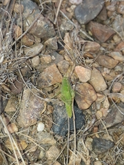 Ecphantus quadrilobus