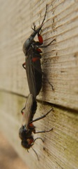 Bibio femoratus