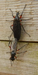 Bibio femoratus