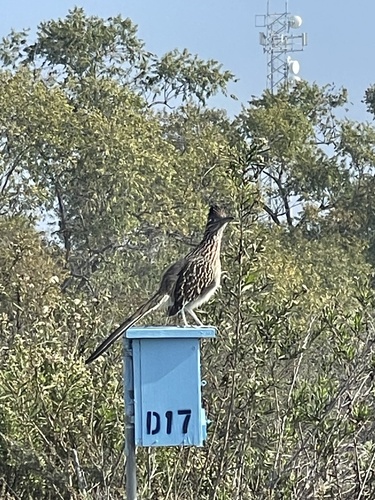 iNaturalist observation photo of Greater Roadrunner