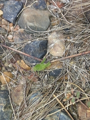 Ecphantus quadrilobus