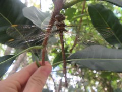 Austrocordulia refracta