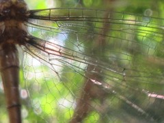 Austrocordulia refracta