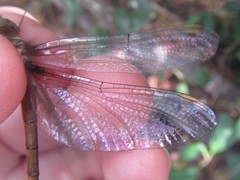 Austrocordulia refracta