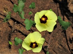 Hibiscus engleri