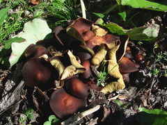 Gymnopus ocior