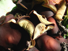 Gymnopus ocior