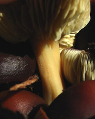 Gymnopus ocior