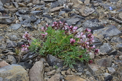 Astragalus tolmaczevii