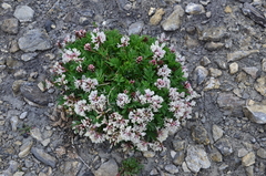 Astragalus tolmaczevii