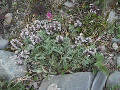 Astragalus tolmaczevii