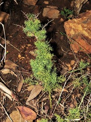 Asparagus minutiflorus image